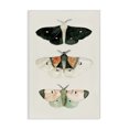 thumbnail image 1 of Stupell Industries Shabby Chic Canvas Art, 24 x 36, by Petals Prints Design, 1 of 8