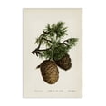 thumbnail image 1 of Stupell Industries Shabby Chic Cedar Tree Pinecones Canvas Art, 30 x 45, by Tina Higgins Designs Inc., 1 of 8