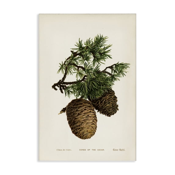 Stupell Industries Shabby Chic Cedar Tree Pinecones Canvas Art, 30 x 45, by Tina Higgins Designs Inc.