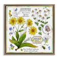 thumbnail image 1 of Stupell Industries Shabby Chic Chamomile Herb Uses Brown Floating Frame Canvas Art, 25 x 25, by Jane Maday, 1 of 8