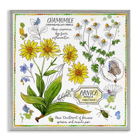 Stupell Industries Shabby Chic Chamomile Herb Uses Gray Framed Giclee Art, 17 x 17, by Jane Maday