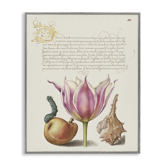 Stupell Industries Shabby Chic Flower & Bug Study Page Gray Framed Giclee Art, 16 x 20, by June Erica Vess