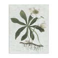 thumbnail image 1 of Stupell Industries Shabby Chic Magnolia Flower Study Canvas Art, 30 x 40, by Lettered and Lined, 1 of 7