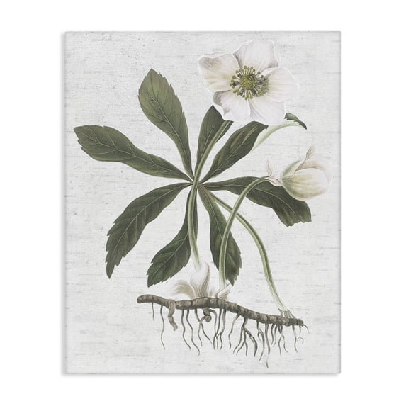Stupell Industries Shabby Chic Magnolia Flower Study Canvas Art, 30 x 40, by Lettered and Lined
