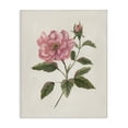 thumbnail image 1 of Stupell Industries Shabby Chic Single Pink Carnation Bloom Canvas Art, 16 x 20, by Nan, 1 of 7