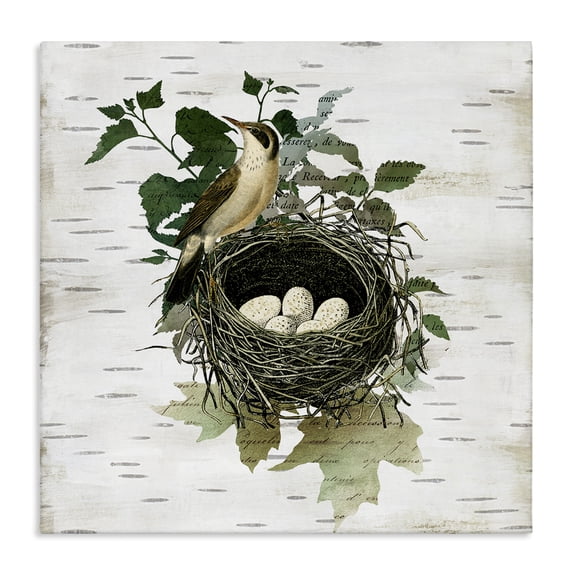 Stupell Industries Shabby Chic Vintage Bird Nest & Flora Canvas Art, 36 x 36, by Susan Arnot