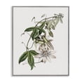 thumbnail image 1 of Stupell Industries Shabby Chic Vintage Lily Plant Gray Framed Giclee Art, 16 x 20, by CAD Designs, 1 of 7