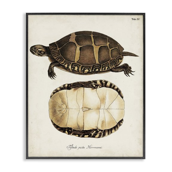 Stupell Industries Shabby Chic Vintage Turtle and Shell Black Framed Giclee Art, 11 x 14, by Unknown Artist