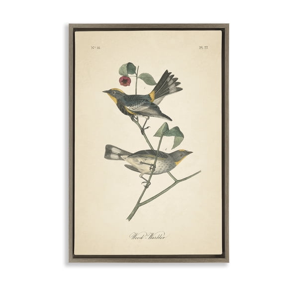 Stupell Industries Shabby Chic Vintage Warbler Page Brown Floating Frame Canvas Art, 21 x 31, by Wild Apple Portfolio