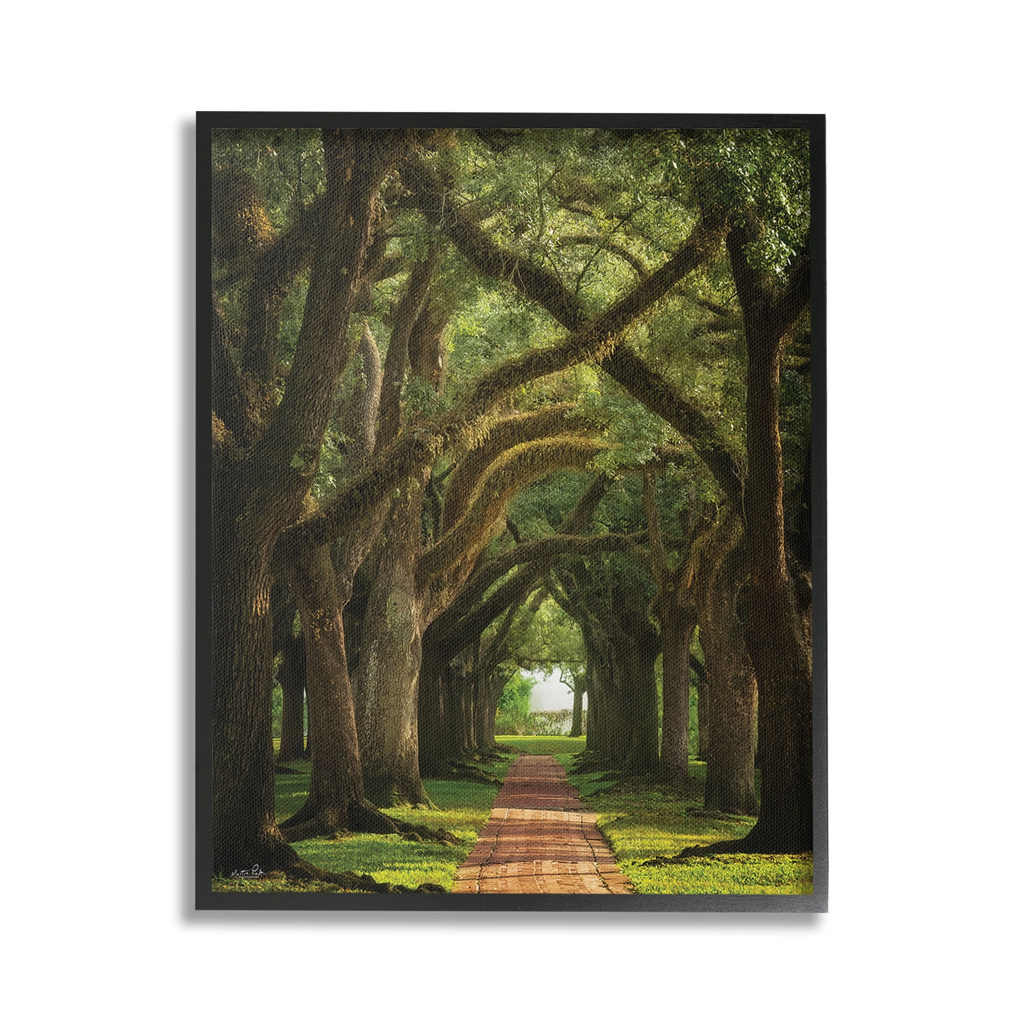 Stupell Industries Shadowed Tree Grove Landscape Photography Black Framed Art Print Wall Art, 16 x 20