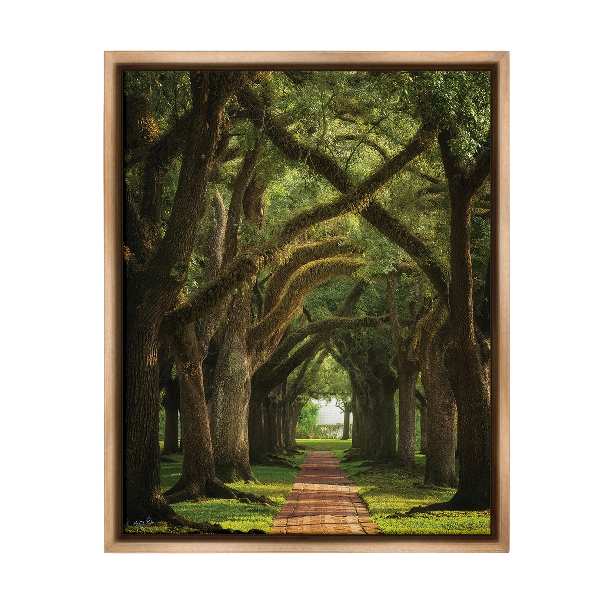 Stupell Industries Shadowed Tree Grove Landscape Photography Brown Floater Framed Canvas Art Print Wall Art, 25 x 31