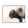 thumbnail image 1 of Stupell Industries Shaggy Buffalo Rustic Portrait Vintage Sepia Tone Photography, 14 x 11,Design by Nancy Crowell, 1 of 7