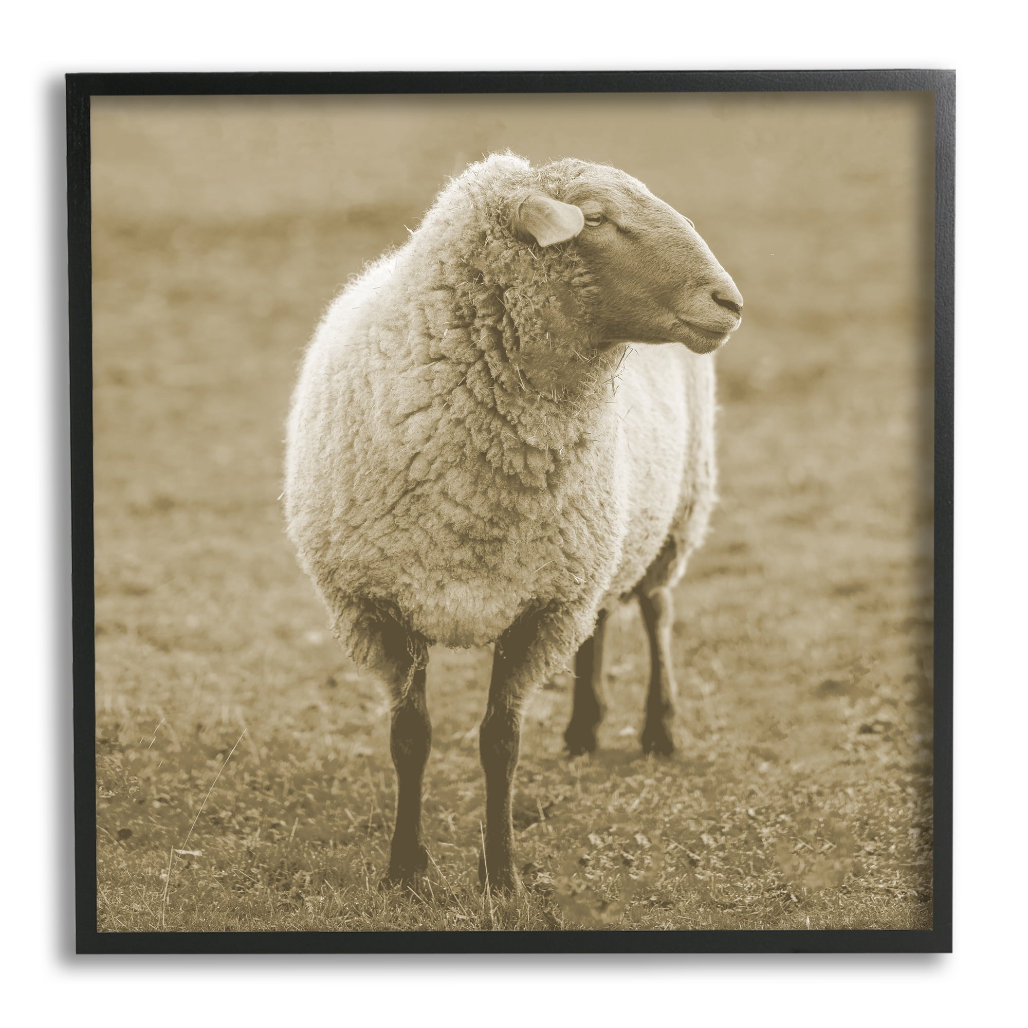 Stupell Industries Sheep Grazing Farmland Photography Animals & Insects Photography Black Framed Art Print Wall Art
