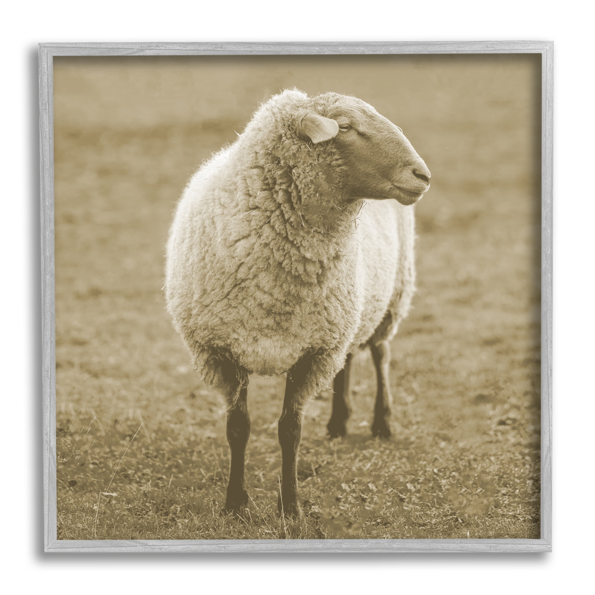 Stupell Industries Sheep Grazing Farmland Photography Animals & Insects Photography Gray Framed Art Print Wall Art