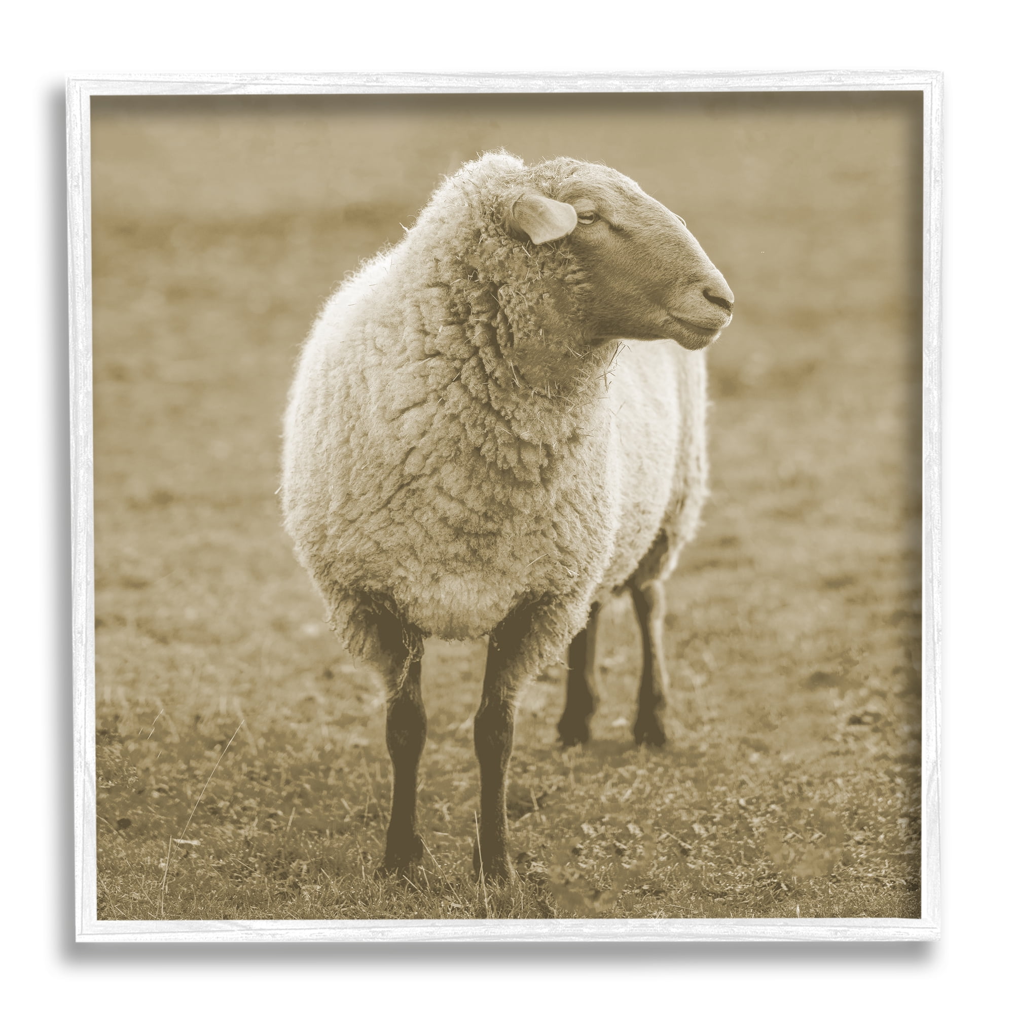 Stupell Industries Sheep Grazing Farmland Photography Animals & Insects Photography White Framed Art Print Wall Art