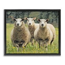 Stupell Industries Sheep Grazing in Grass Animals & Insects Painting Black Floater Framed Canvas Art Print Wall Art, 21 x 17