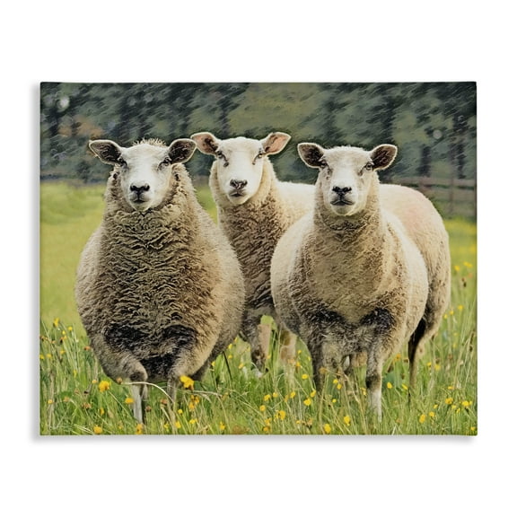 Stupell Industries Sheep Grazing in Grass Animals & Insects Painting Gallery Wrapped Canvas Art Print Wall Art, 20 x 16