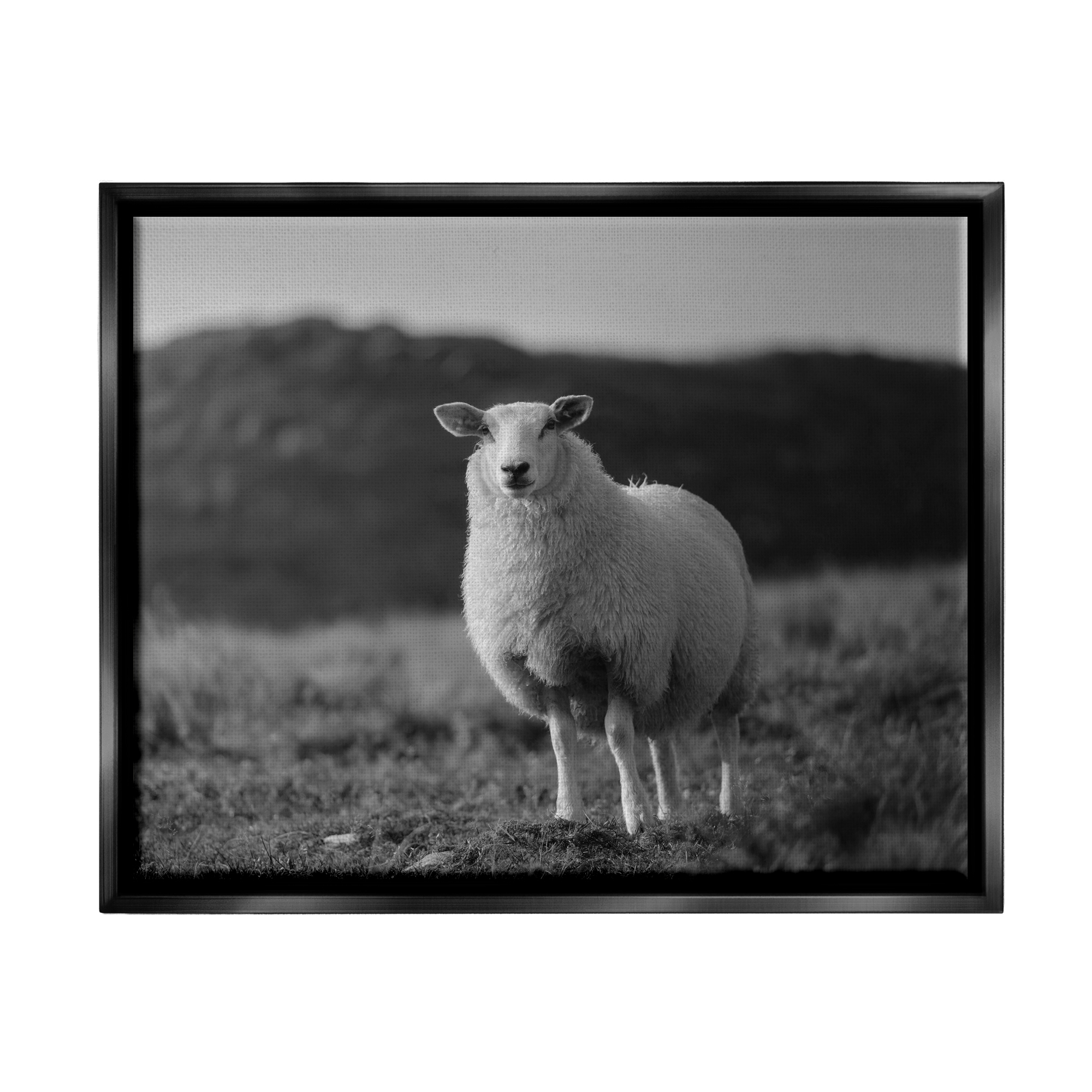 Stupell Industries Sheep In Rural Country Field Animals & Insects Photography Black Floater Framed Art Print Wall Art