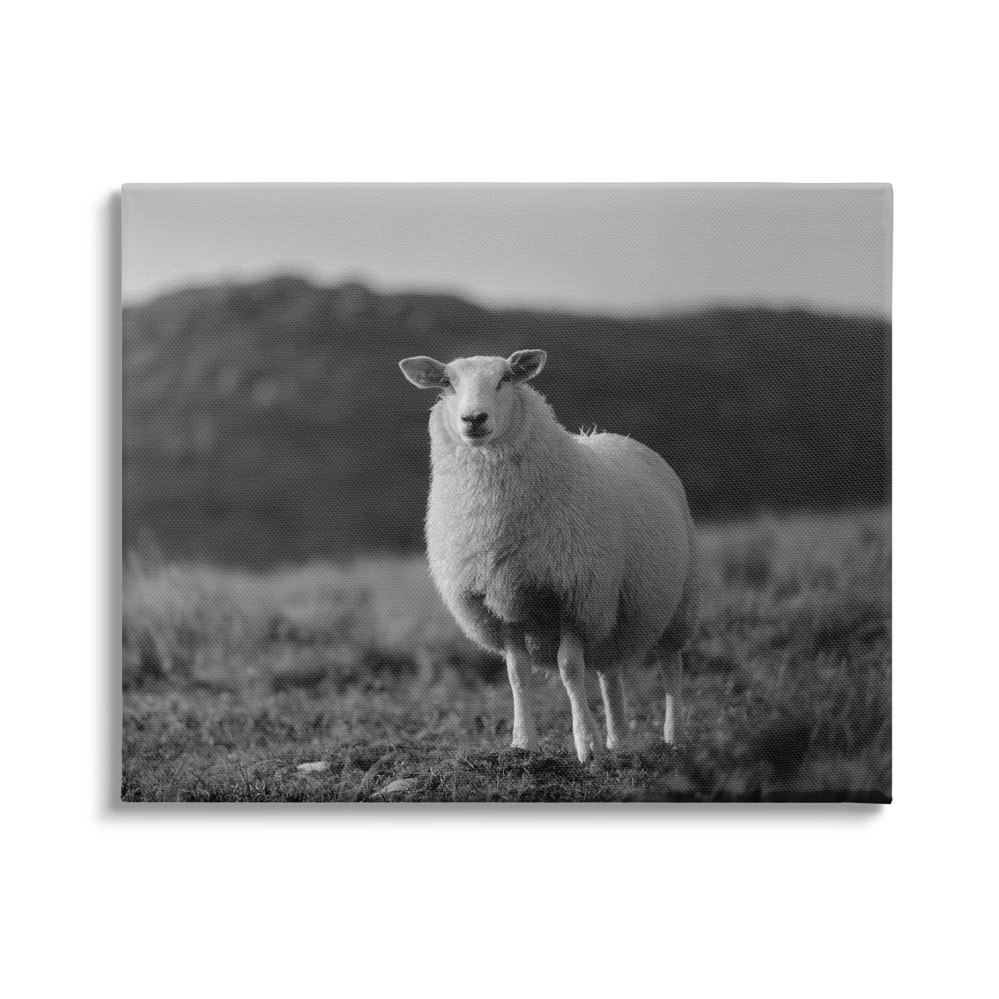 Stupell Industries Sheep In Rural Country Field Animals & Insects Photography Gallery Wrapped Canvas Print Wall Art