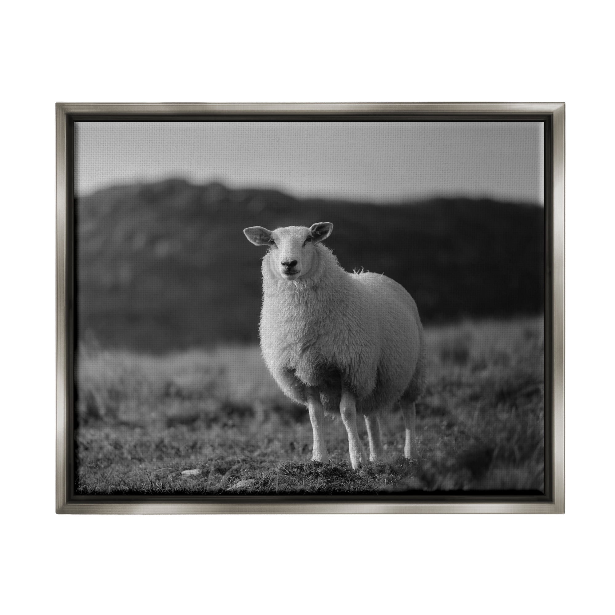 Stupell Industries Sheep In Rural Country Field Animals & Insects Photography Gray Floater Framed Art Print Wall Art