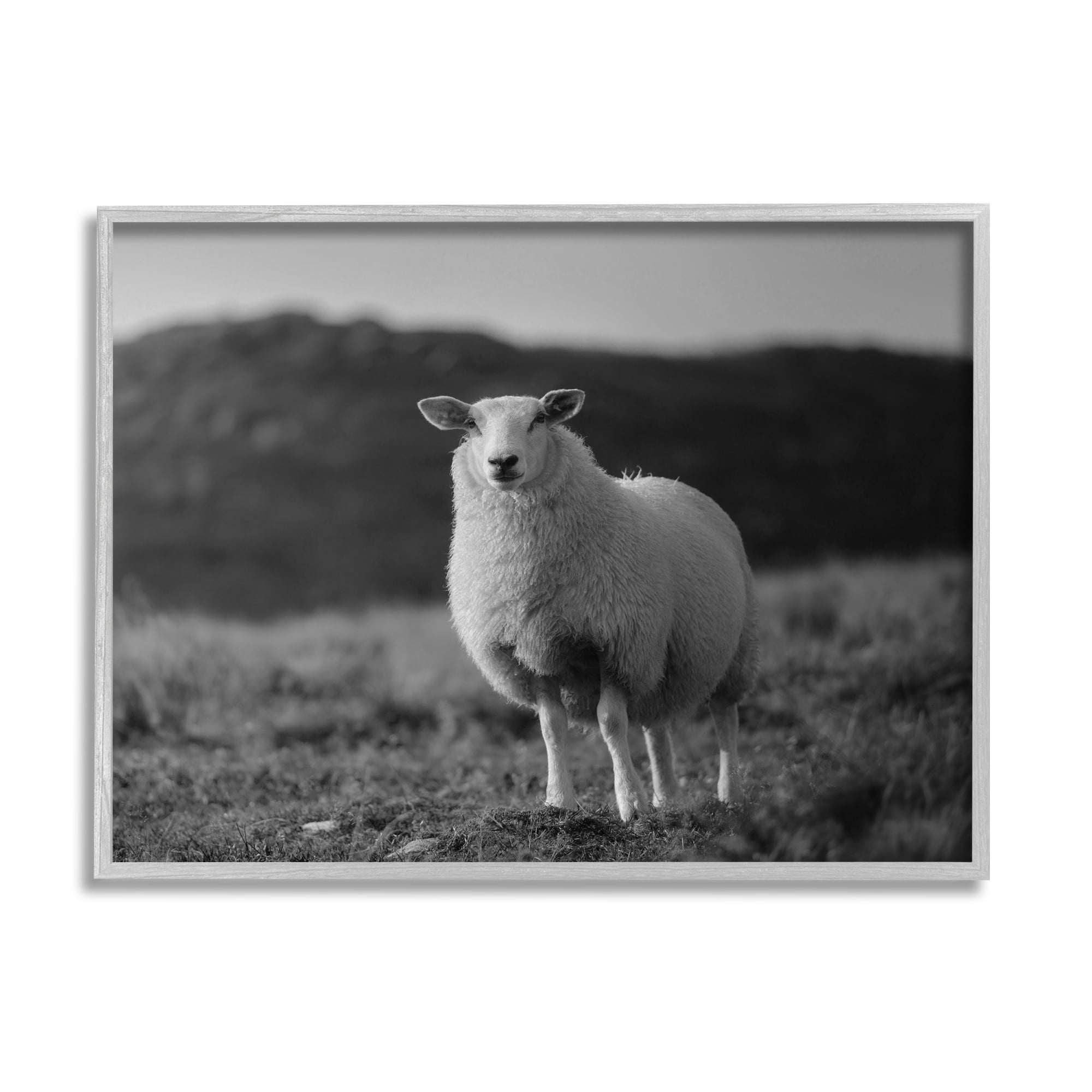 Stupell Industries Sheep In Rural Country Field Animals & Insects Photography Gray Framed Art Print Wall Art
