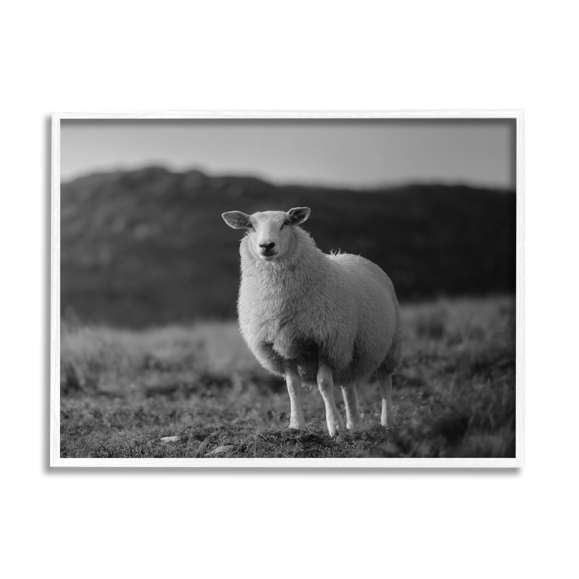 Stupell Industries Sheep In Rural Country Field Animals & Insects Photography White Framed Art Print Wall Art