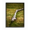thumbnail image 1 of Stupell Industries Sheep Line Farm Animal Landscape Photo Framed Giclee Texturized Art by Villager Jim, 1 of 3