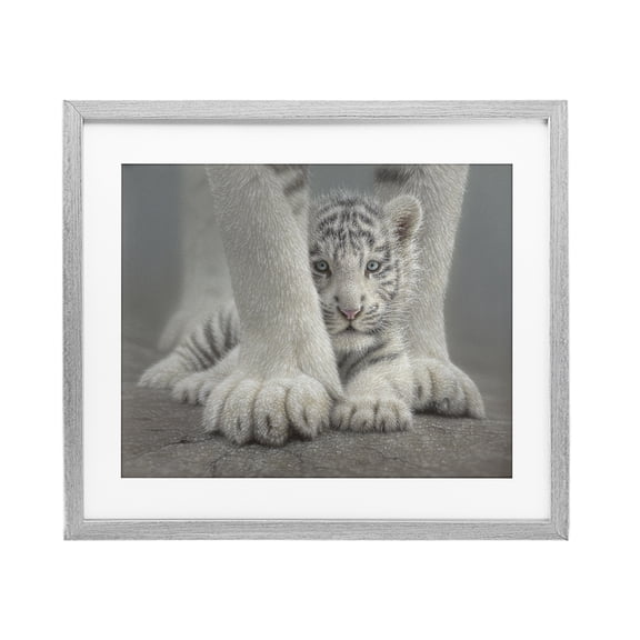 Stupell Industries Sheltered White Tiger Cub Gray Framed Print Under Glass design by Collin Bogle, 17 x 21