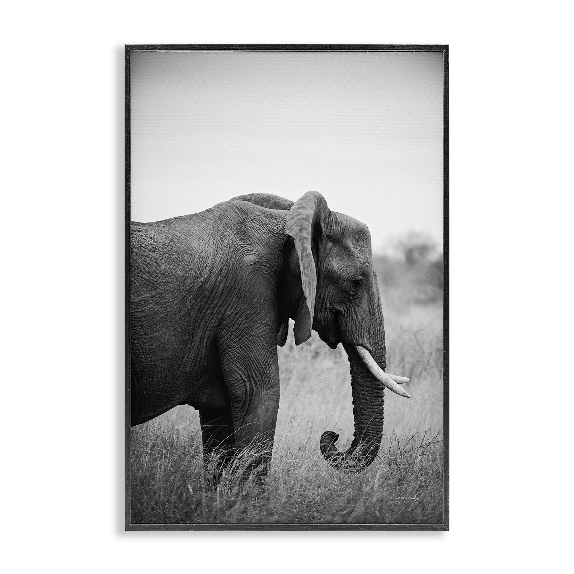 Stupell Industries Side Profile Elephant Animals Photography Black Framed Art Print Wall Art, 12 x 18
