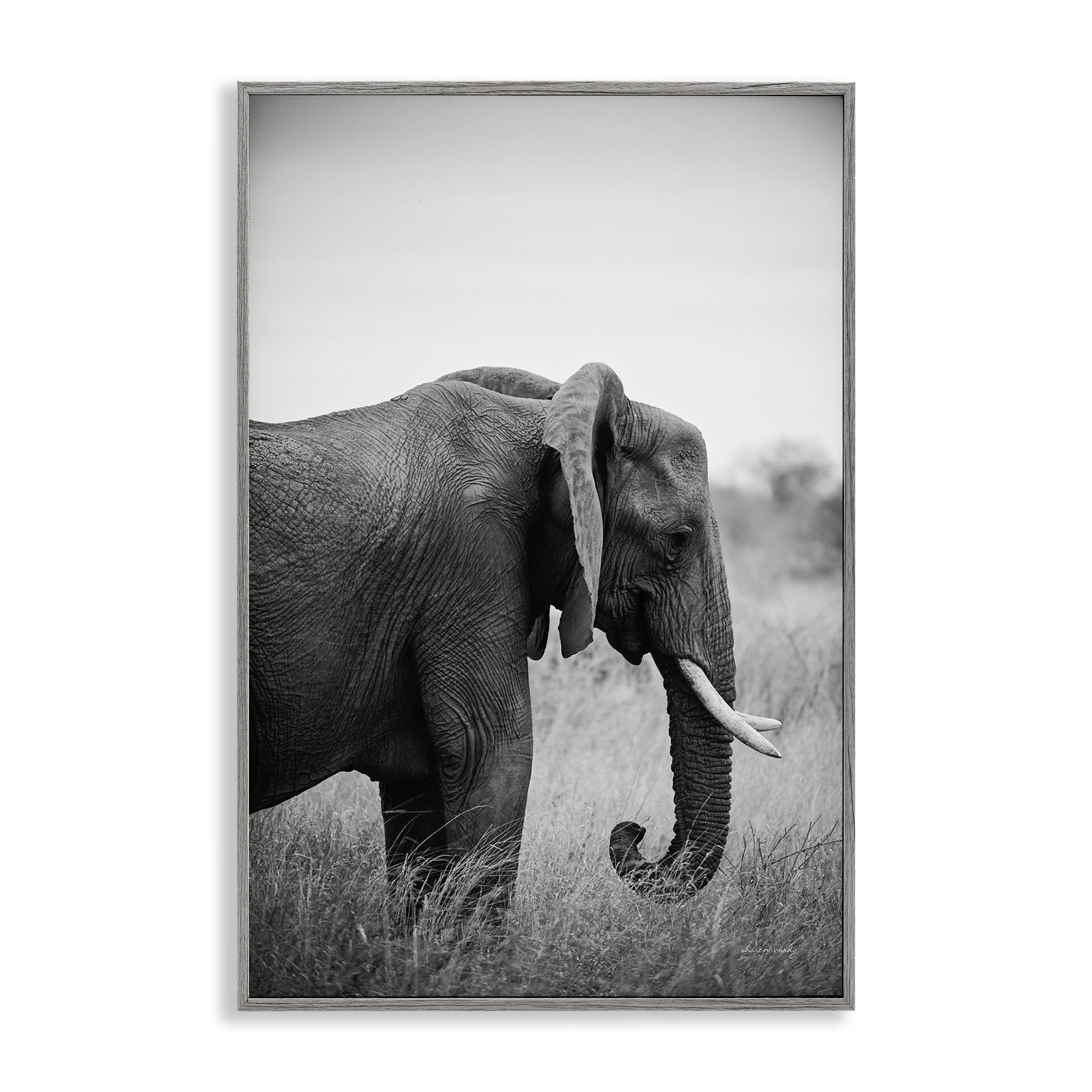 Stupell Industries Side Profile Elephant Animals Photography Gray Framed Art Print Wall Art, 16 x 24