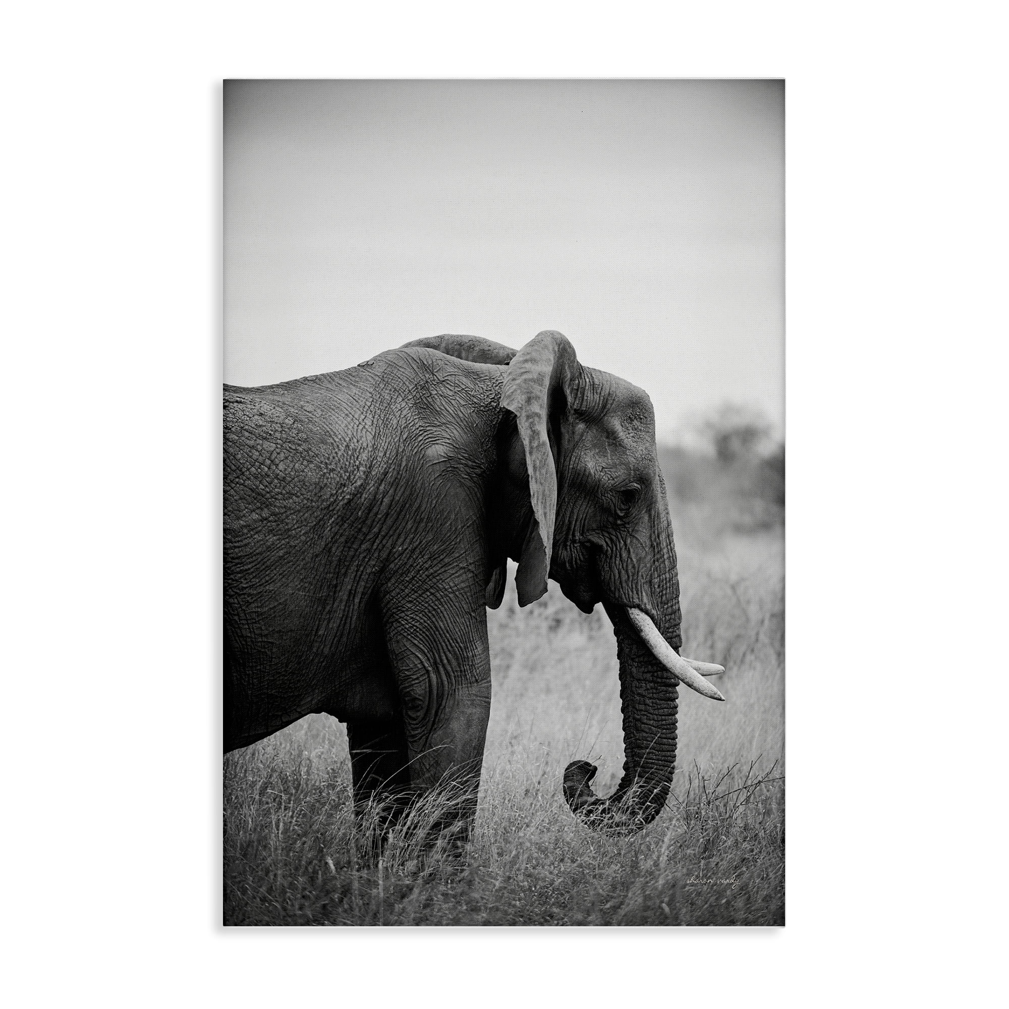 Stupell Industries Side Profile Elephant Animals Photography Wrapped Canvas Art Print Wall Art, 20 x 30