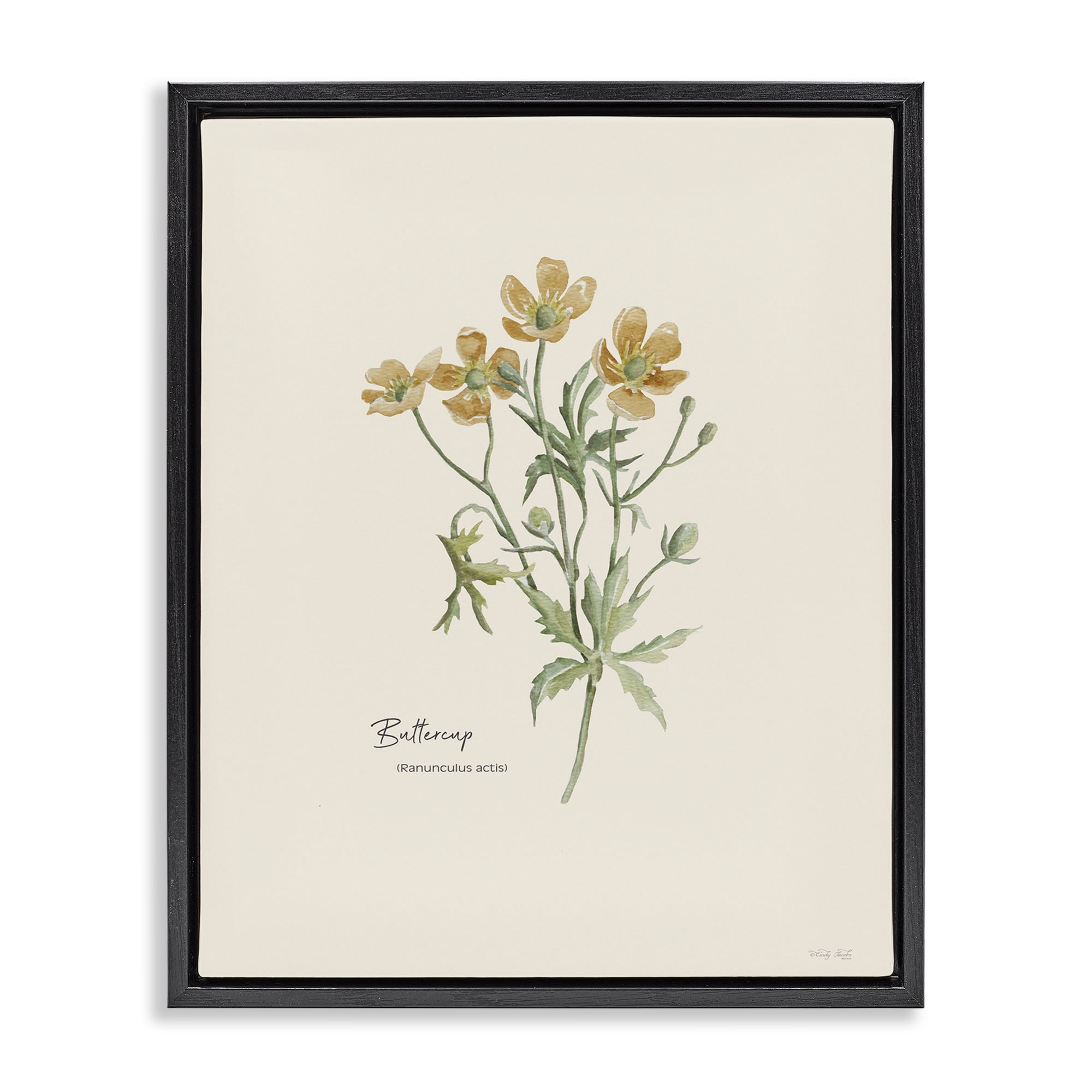 Stupell Industries Simple Buttercup Flowers Botanical & Floral Painting Black Floater Framed Art Print Wall Art, 17 x 21