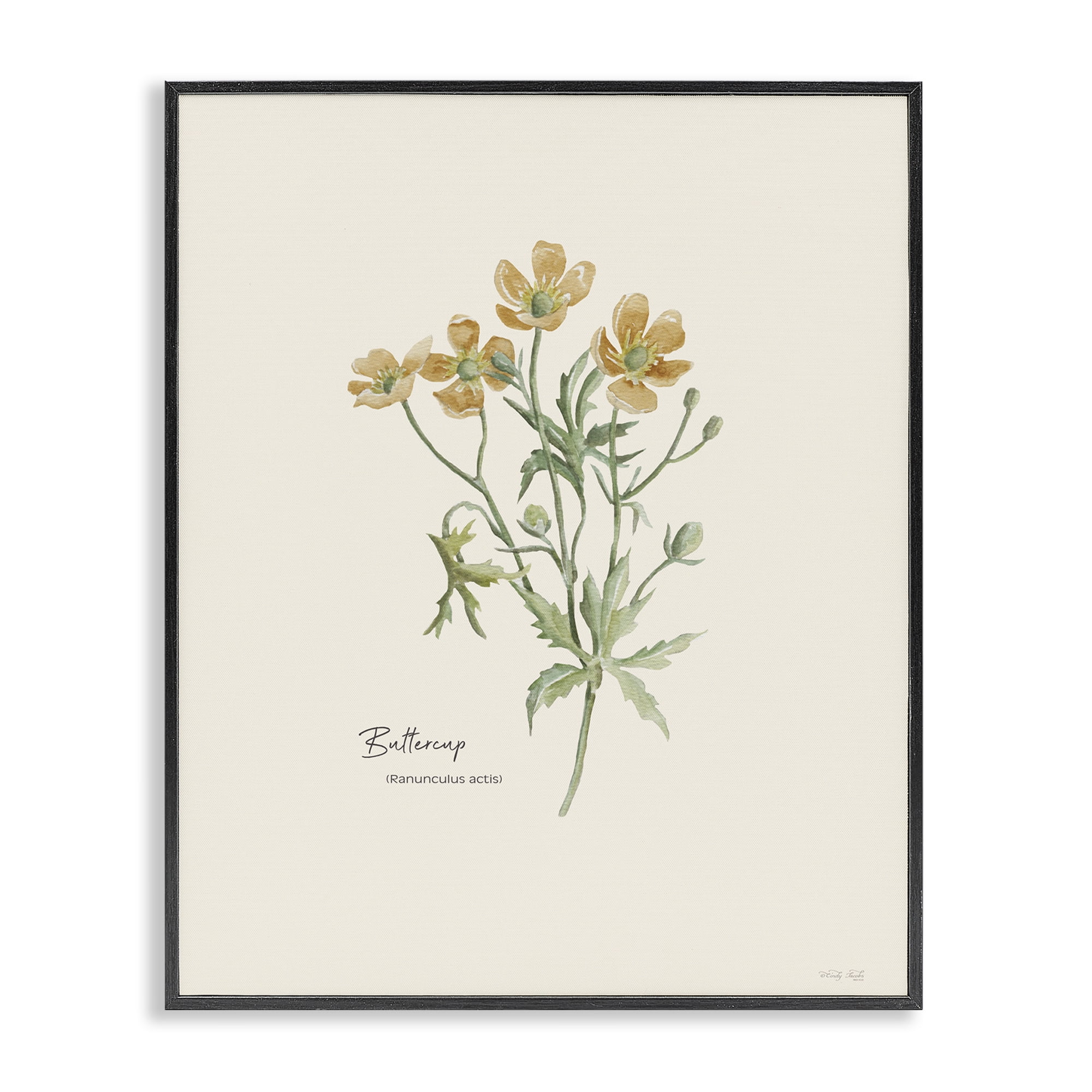 Stupell Industries Simple Buttercup Flowers Botanical & Floral Painting Black Framed Art Print Wall Art, 24 x 30