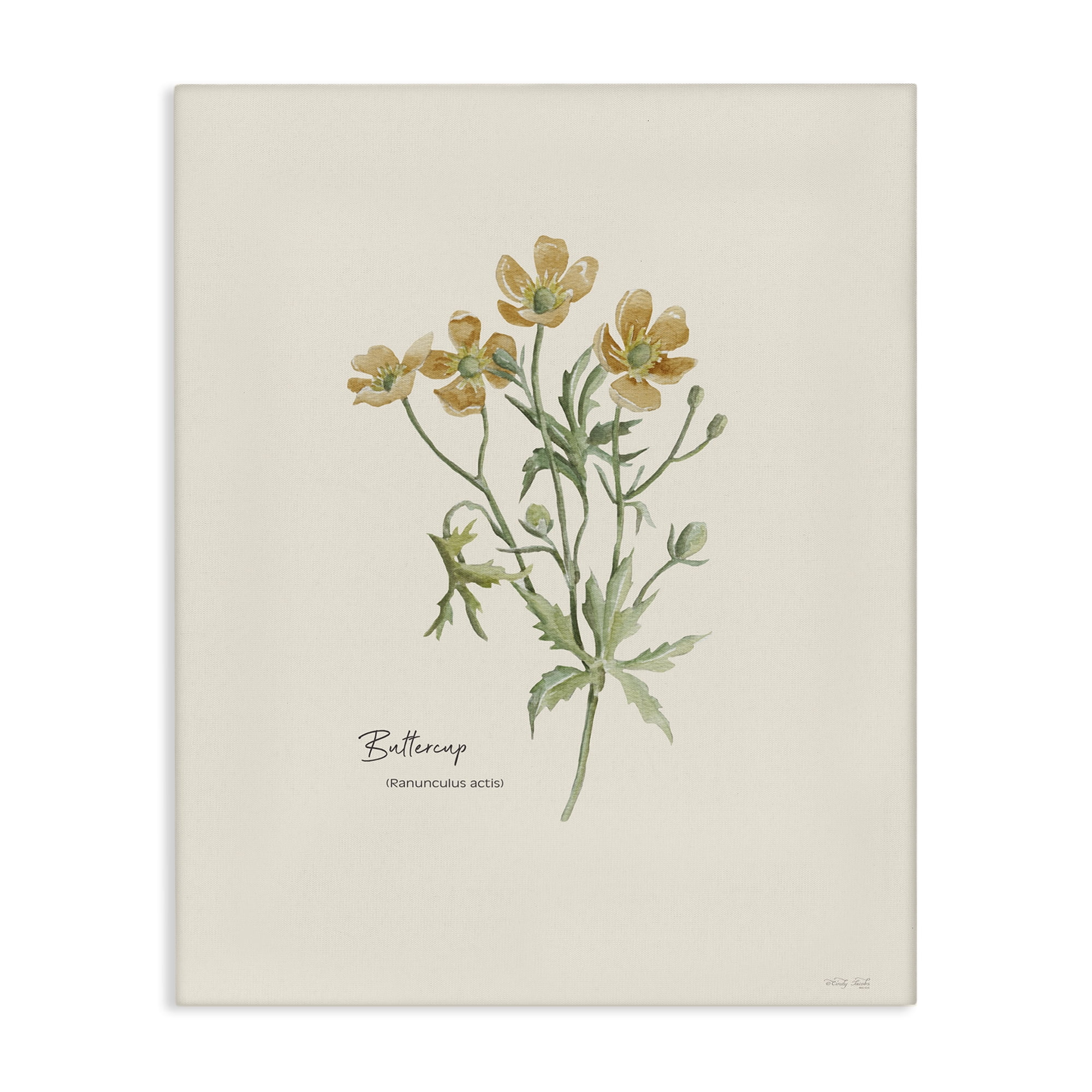 Stupell Industries Simple Buttercup Flowers Botanical & Floral Painting Gallery Wrapped Canvas Art Print Wall Art, 16 x 20