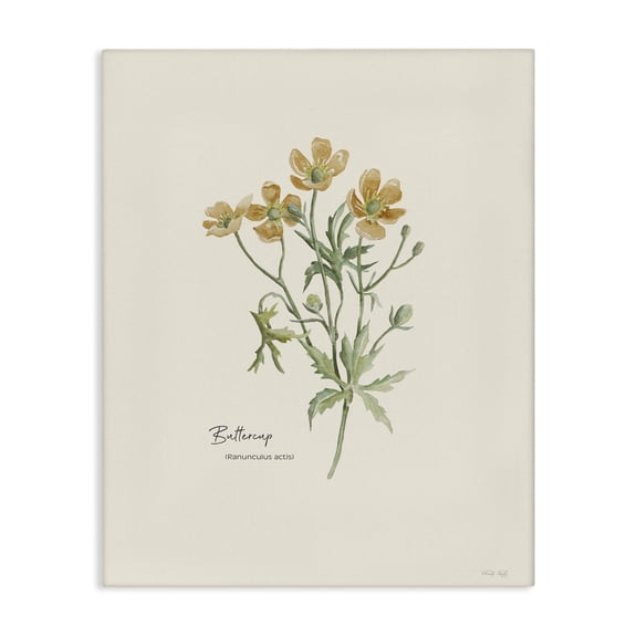 Stupell Industries Simple Buttercup Flowers Botanical & Floral Painting Gallery Wrapped Canvas Art Print Wall Art, 16 x 20