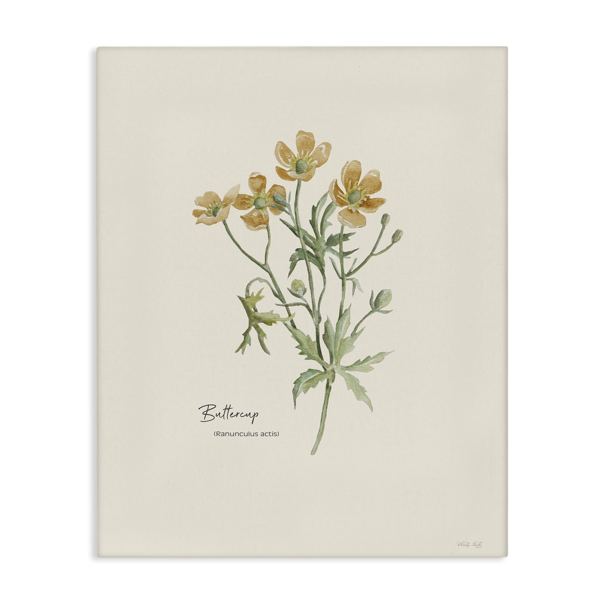 Stupell Industries Simple Buttercup Flowers Botanical & Floral Painting Gallery Wrapped Canvas Art Print Wall Art, 30 x 40