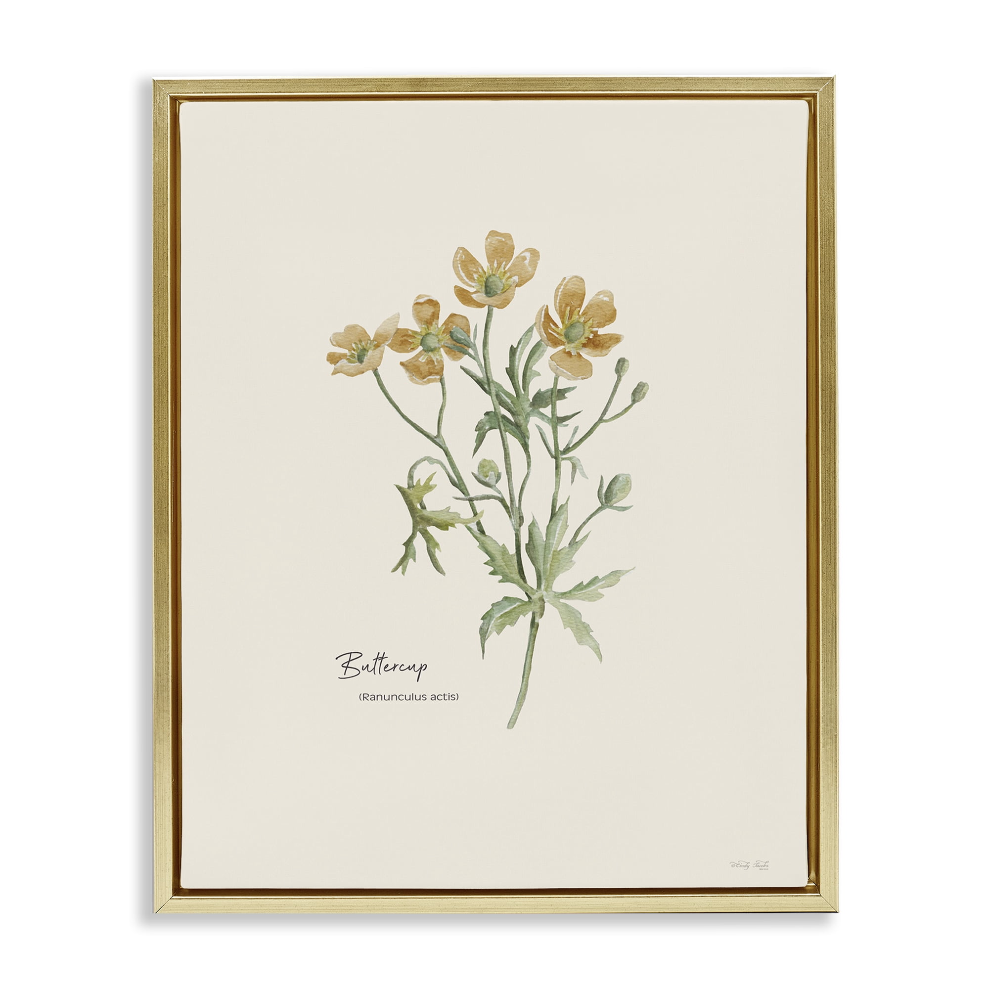 Stupell Industries Simple Buttercup Flowers Botanical & Floral Painting Gold Floater Framed Art Print Wall Art, 17 x 21
