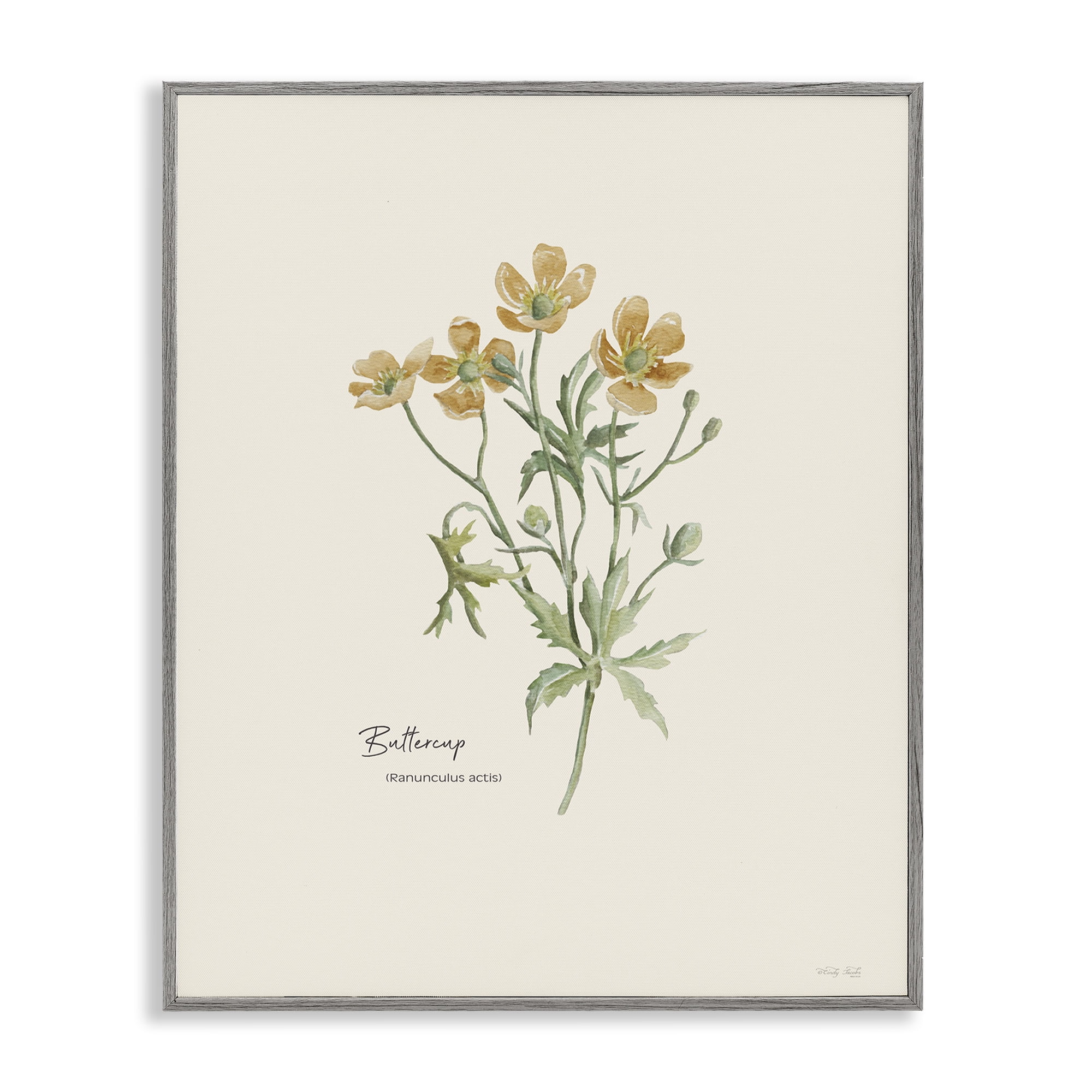 Stupell Industries Simple Buttercup Flowers Botanical & Floral Painting Gray Framed Art Print Wall Art, 24 x 30