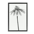 thumbnail image 1 of Stupell Industries Simple Daisy Sprig Botanical & Floral Drawing Black Floater Framed Art Print Wall Art, 21 x 31, 1 of 10