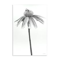 Stupell Industries Simple Daisy Sprig Botanical & Floral Drawing Unframed Art Print Wall Art, 10 x 15