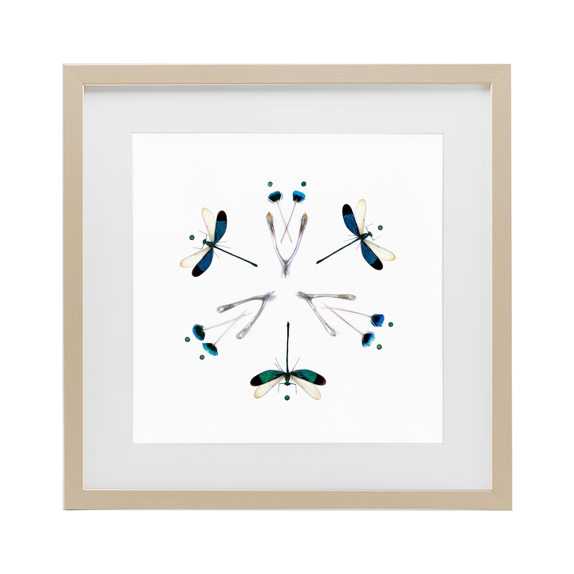 Stupell Industries Simple Dragonfly Symmetry Birch Framed Print Under Glass, design by Beth Adoette