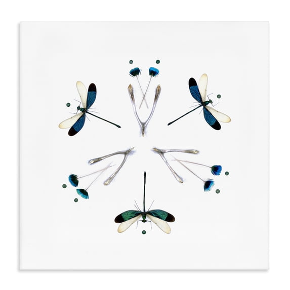 Stupell Industries Eclectic Simple Dragonfly Symmetry Canvas Art, 36 x 36, by Beth Adoette