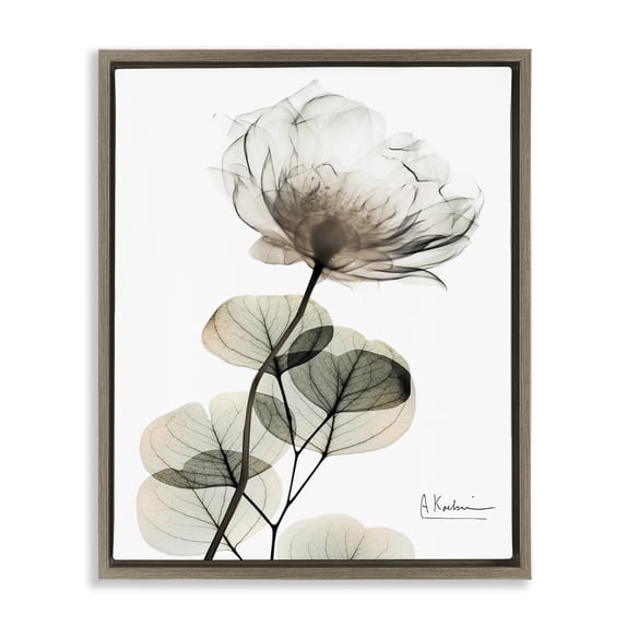 Stupell Industries Transitional Simple Elegant White Flower Brown Floating Frame Canvas Art, 25 x 31, by Albert Koetsier