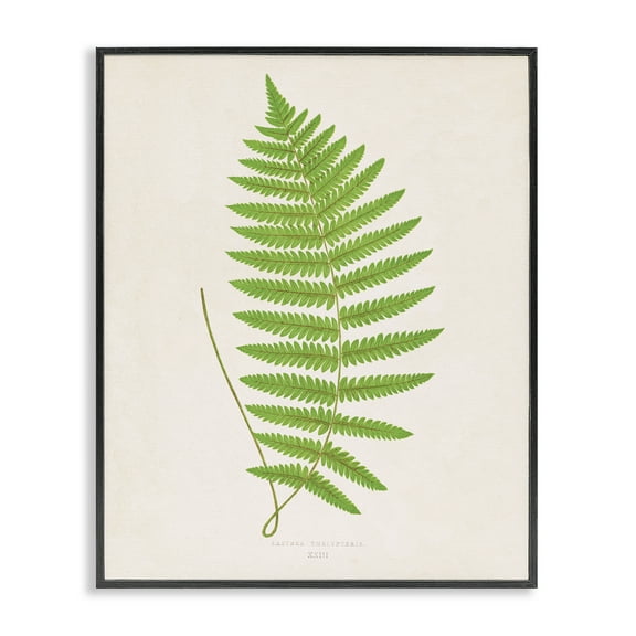 Stupell Industries Single Fern Branch Floral Painting Black Framed Art Print Wall Art, 11 x 14