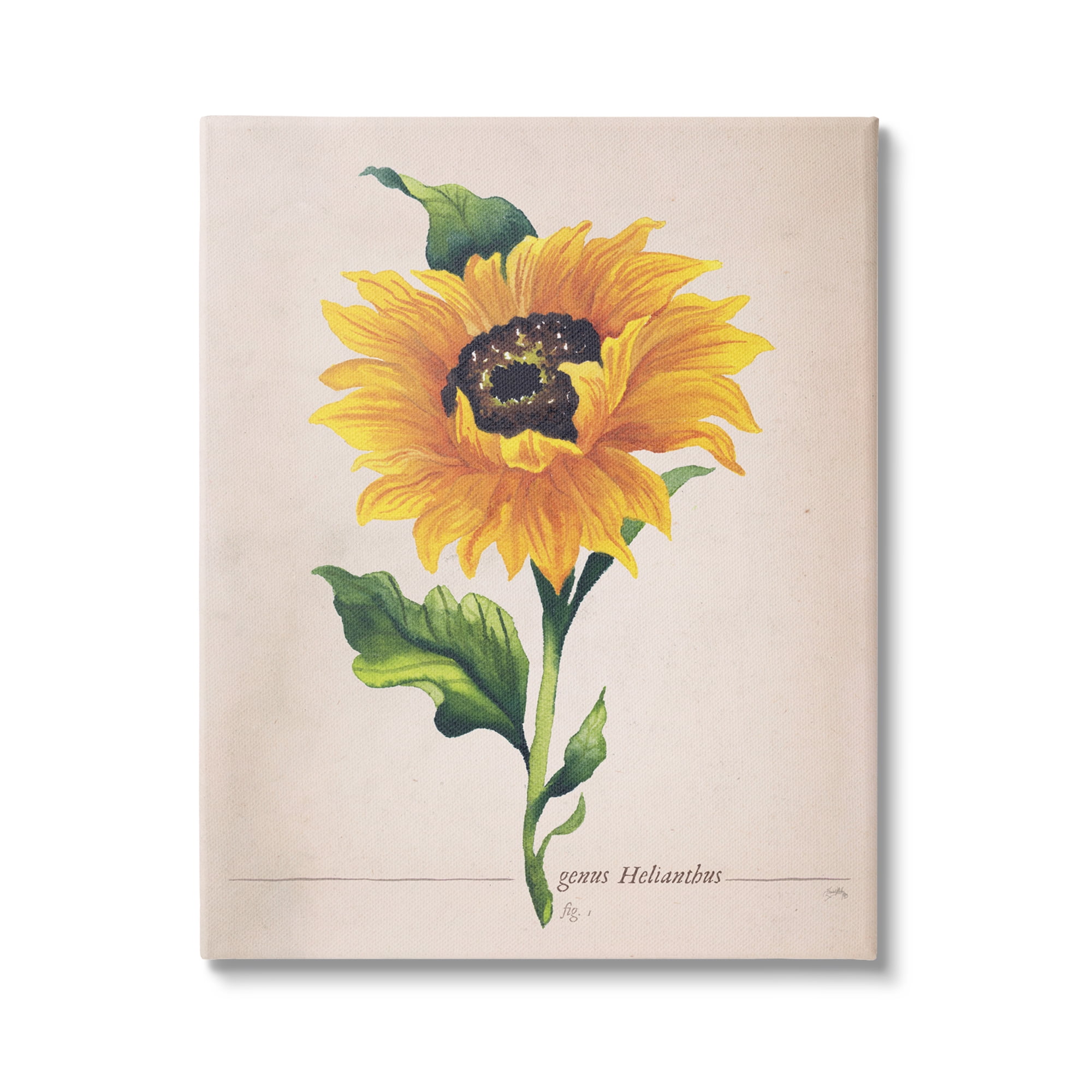 Stupell Industries Single Sunflower Blossom Genus Name Study Page Graphic Art Gallery Wrapped Canvas Print Wall Art, Design by Elizabeth Medley