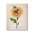 thumbnail image 1 of Stupell Industries Single Sunflower Blossom Genus Name Study Page Graphic Art Gallery Wrapped Canvas Print Wall Art, Design by Elizabeth Medley, 1 of 7