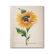 Stupell Industries Single Sunflower Blossom Genus Name Study Page Graphic Art Gallery Wrapped Canvas Print Wall Art, Design by Elizabeth Medley