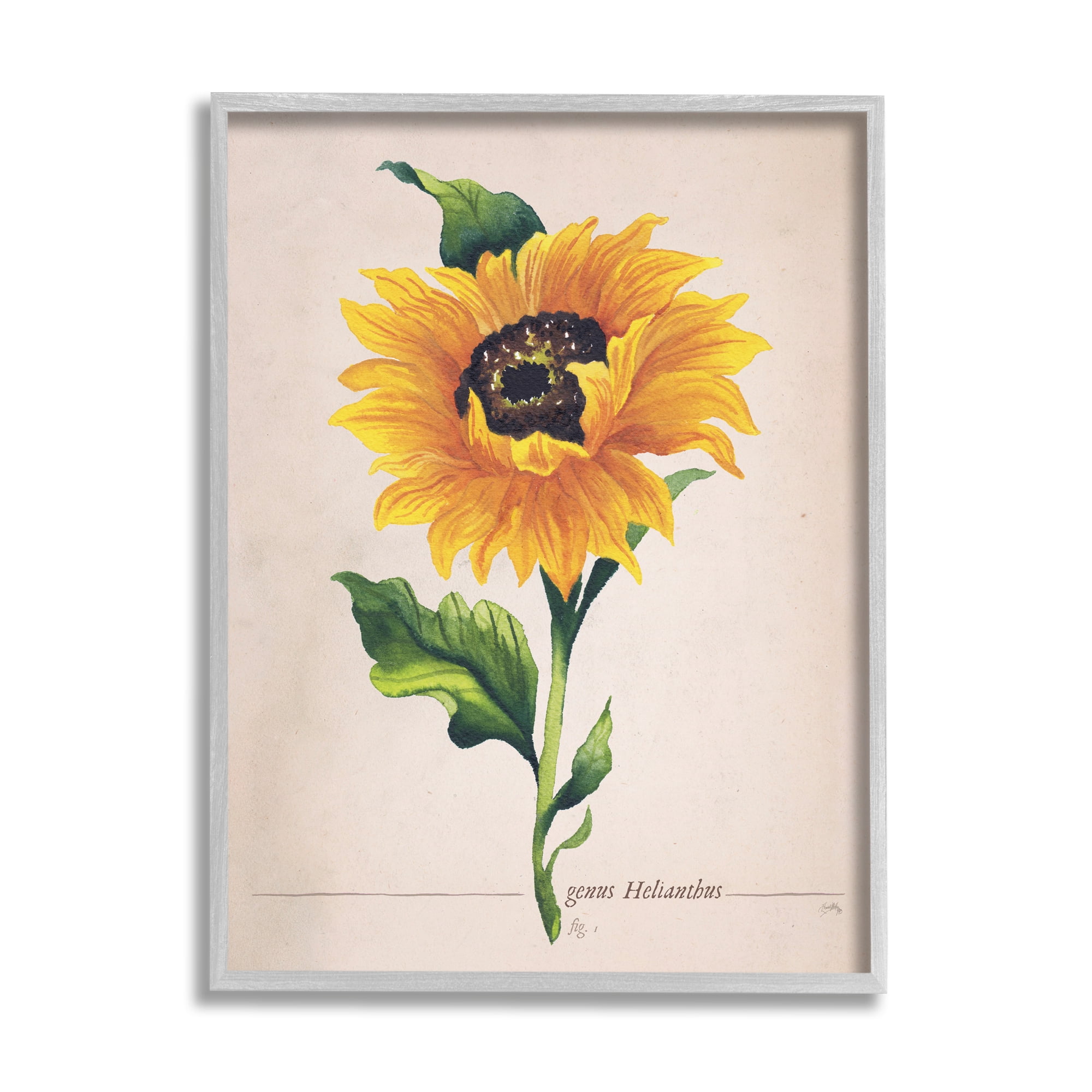Stupell Industries Single Sunflower Blossom Genus Name Study Page Graphic Art Gray Framed Art Print Wall Art, Design by Elizabeth Medley