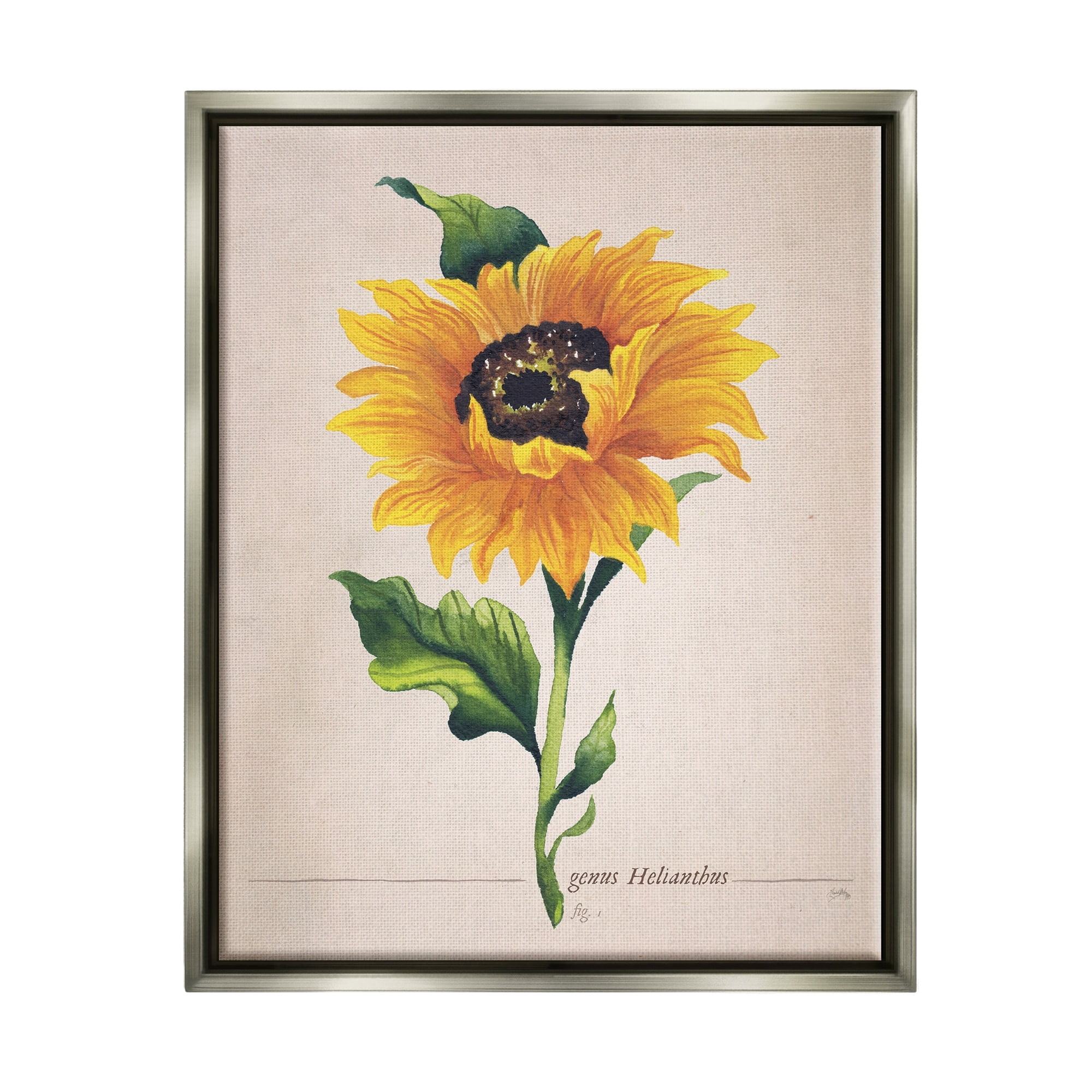 Stupell Industries Single Sunflower Blossom Genus Name Study Page Graphic Art Luster Gray Floating Framed Canvas Print Wall Art, Design by Elizabeth Medley