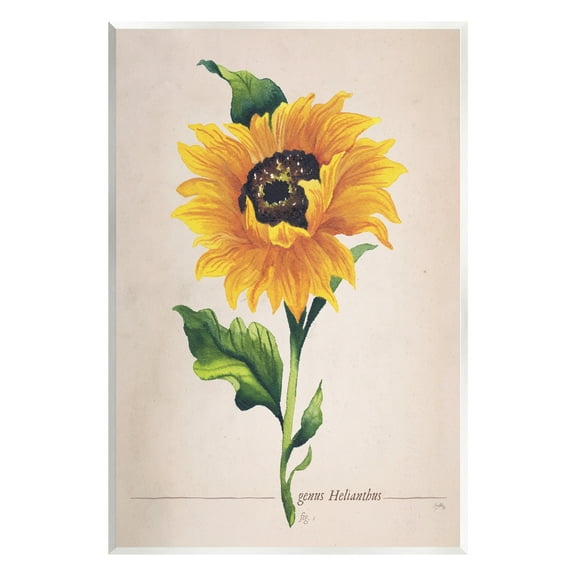 Stupell Industries Single Sunflower Blossom Genus Name Study Page Graphic Art Unframed Art Print Wall Art, Design by Elizabeth Medley